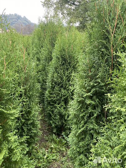 Туя смарагд