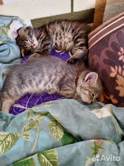 Кошки в добрые руки бесплатно