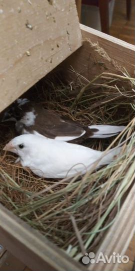 Японские амадины