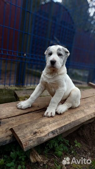 Щенки Алабая (сао) от Чемпионов России