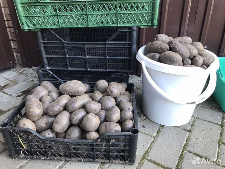 Картофель семенной синий(антоциановый)