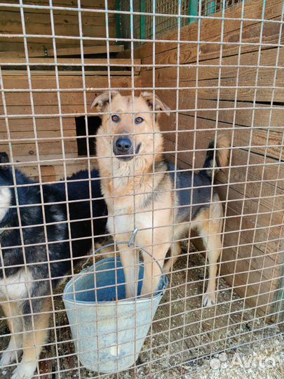 Собаки любят консервы. Приют Некрасовка