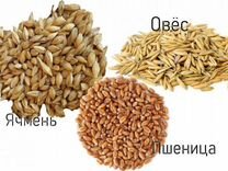 Зерно пшеницы, ячменя, овса, гречихи