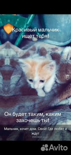 Отдам в хорошие руки котенка