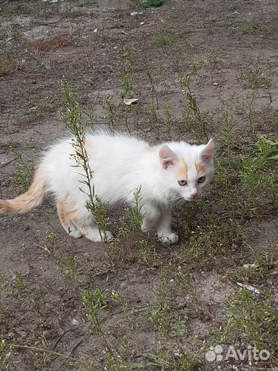 Котята бесплатно