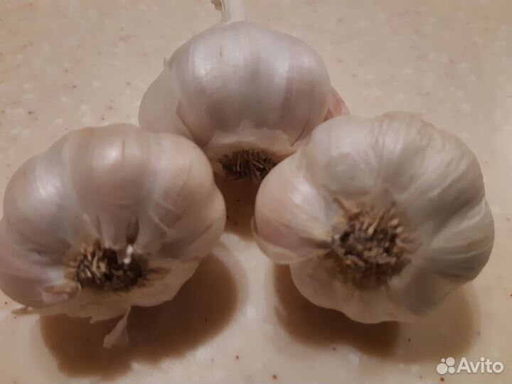 Чеснок озимый на посадку