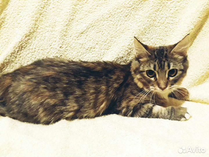 Молодая кошечка