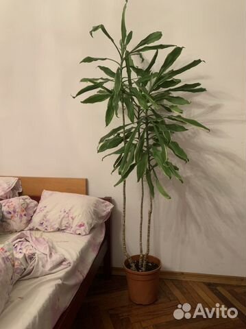 Пальма драцена