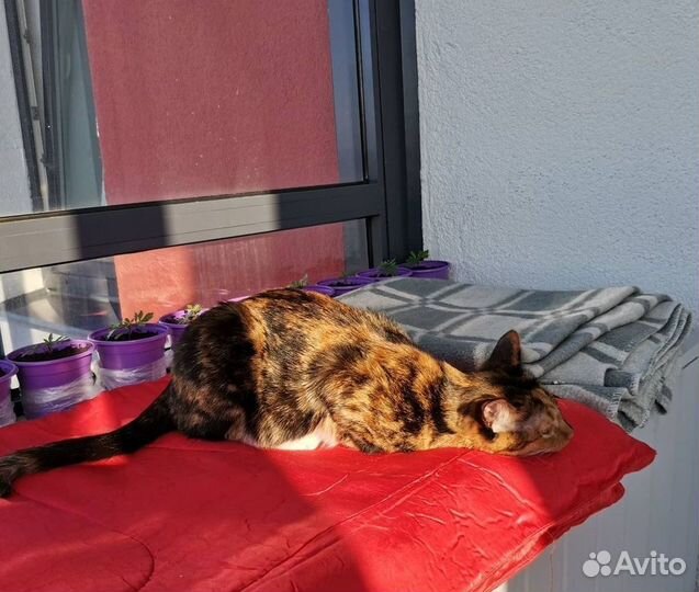 Котоняня, зооняня