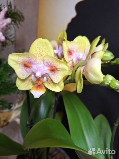 Орхидея фаленопсис бабочка 2 цв