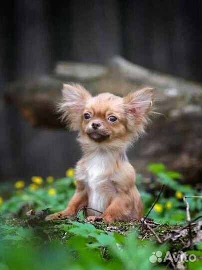 Золотой мальчик Ждём родителей