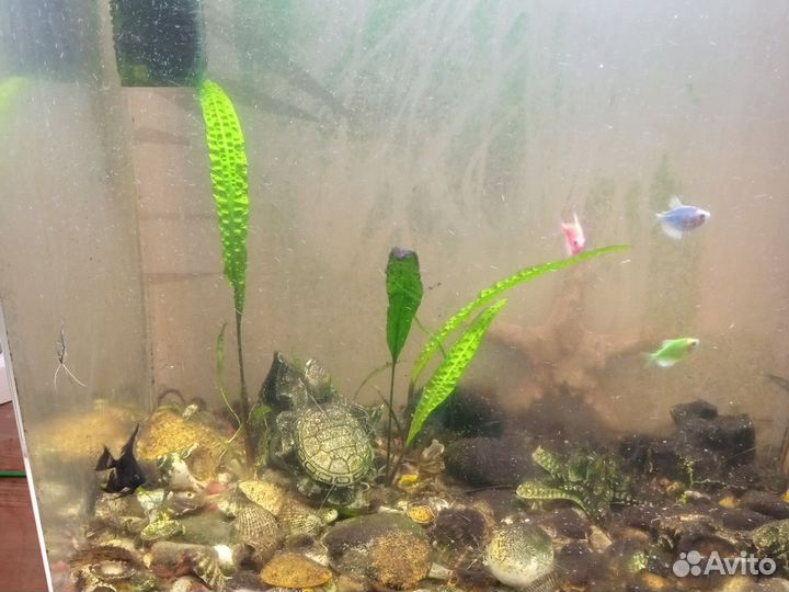 Продам аквариумных рыбок