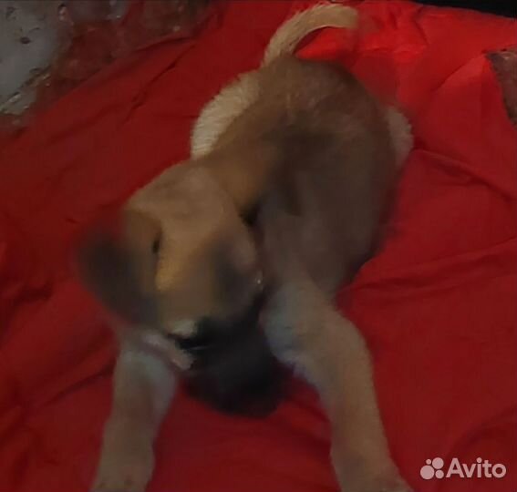 Щенки в добрые руки