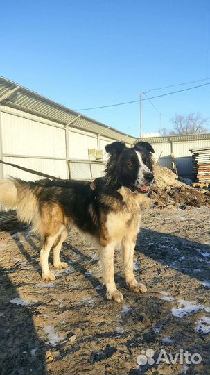 Злой пёс на охрану