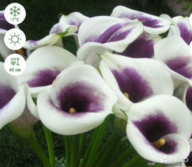 Клубни каллы