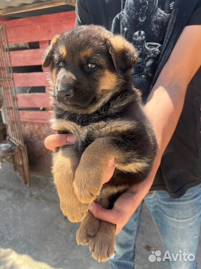 Немецкая овчарка