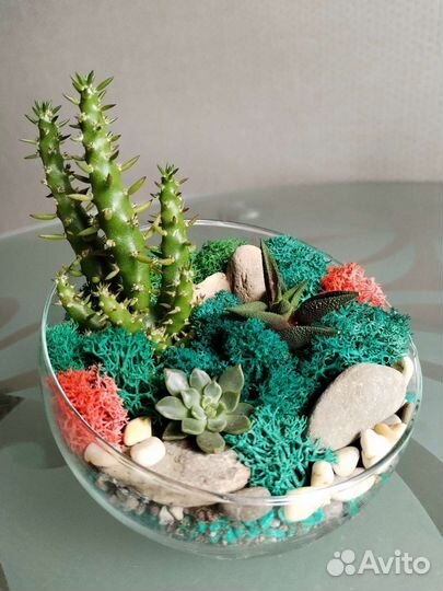 Суккуленты - Флорариум - мох Ягель