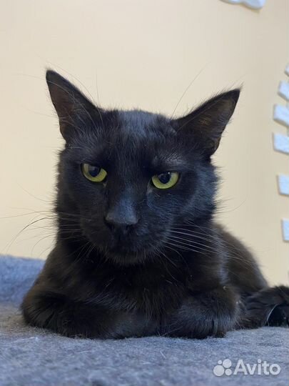 Добрейший и скромнейший котик Сёма ищет дом