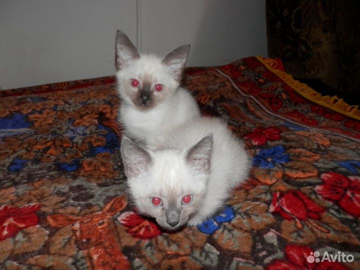 Самые лучшие айкоты