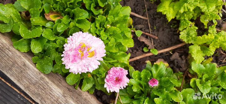 Цветы многолетники