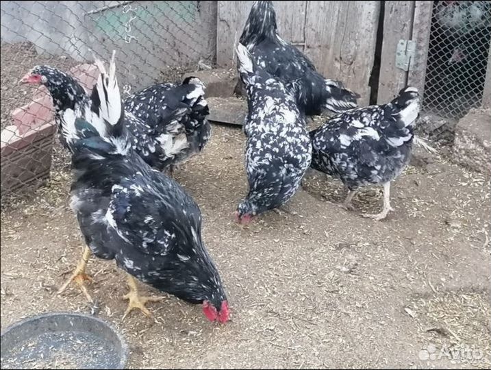 Цыплята суточные