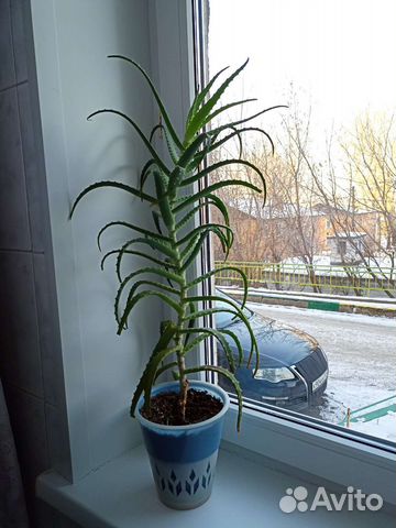 Алоэ столетник