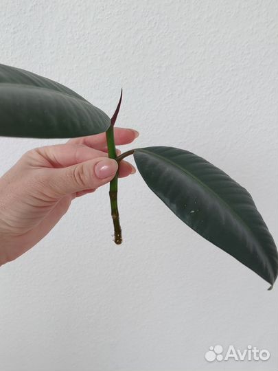 Фикус каучуконосный эластика