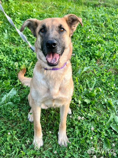 Собака Рыжуля в добрые руки