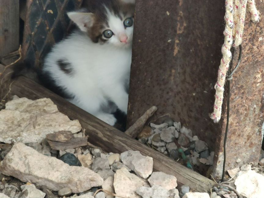 Котята в добрые руки бесплатно