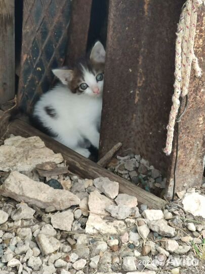 Котята в добрые руки бесплатно