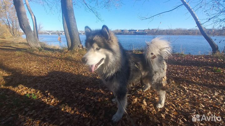 Аляскинский маламут. вязка
