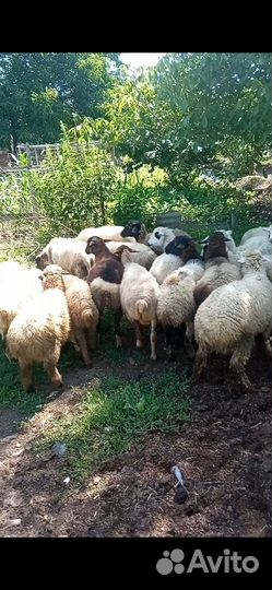 Овечки, ярки, баранчики