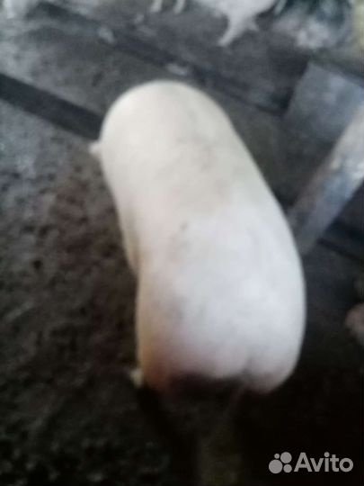 Молодые свиньи и бараны