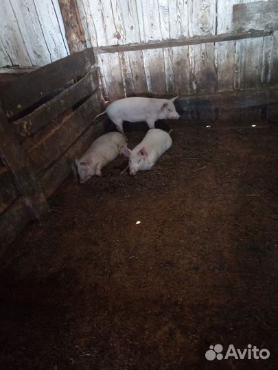 Поросенок ландрас