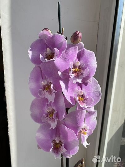 Орхидея фаленопсис