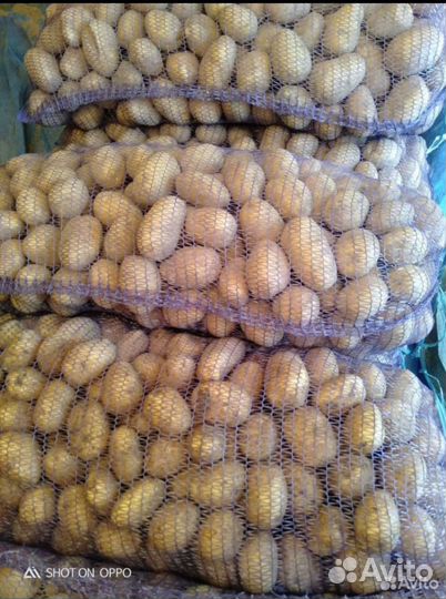Крупный Картофель сорт вега, коломбо сетка 35 кг