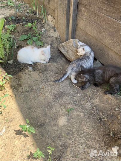 Котята в добрые руки