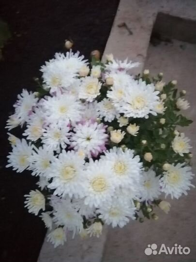 Хризантема