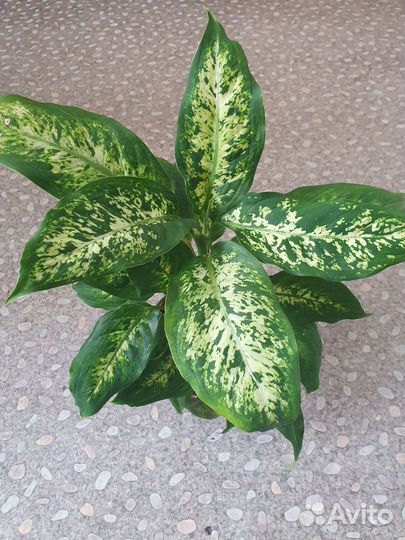 Диффенбахия. Фил. Крассула. Кротон