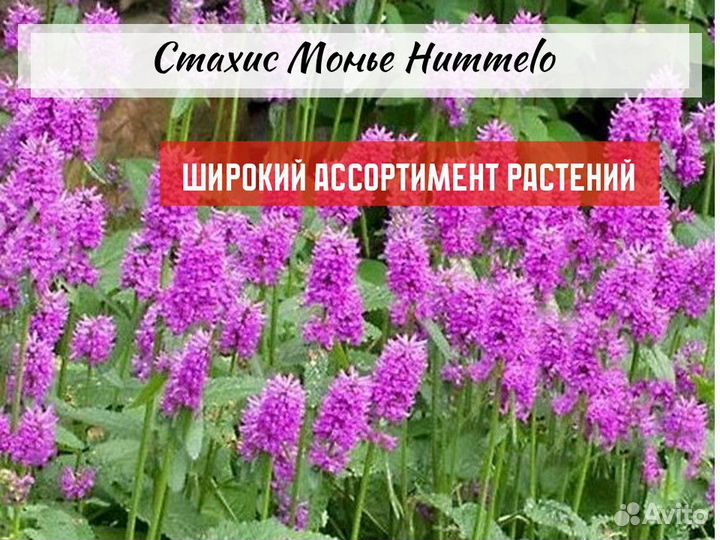 Тимьян, полынь, чистец, котовник, шалфей