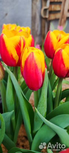 Тюльпаны оптом предзаказ к 8 марта