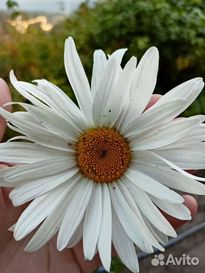 Ромашки голубые,красные