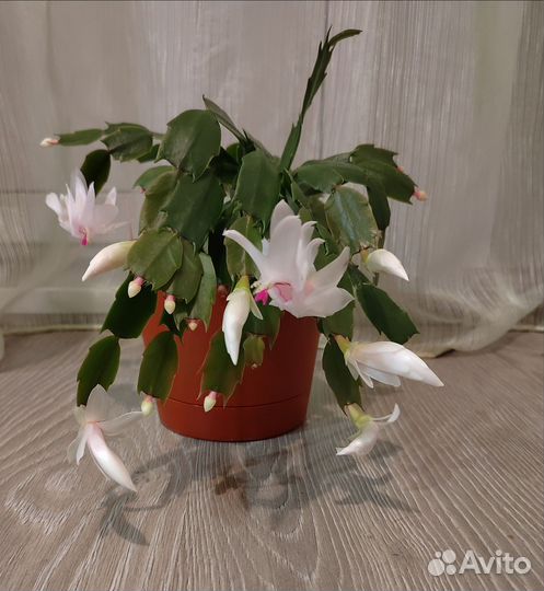 Декабрист Malissa