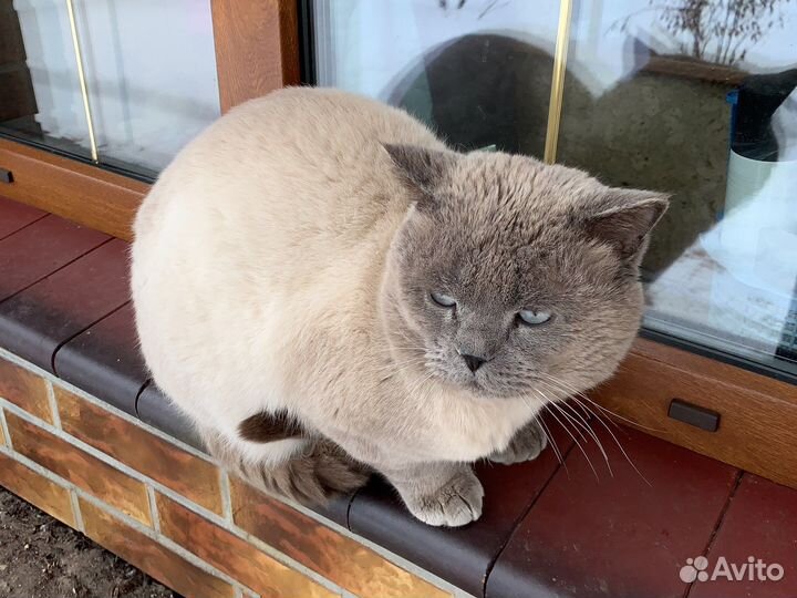 Британский Кот