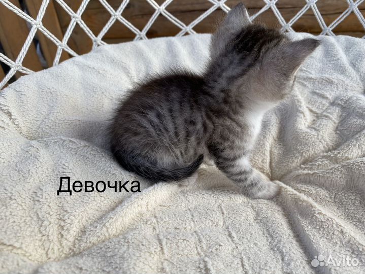 Отдам котят в добрые руки