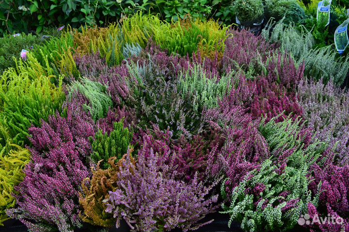 Вереск. Весна 23