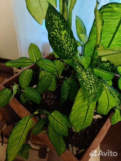 Диффенбахия