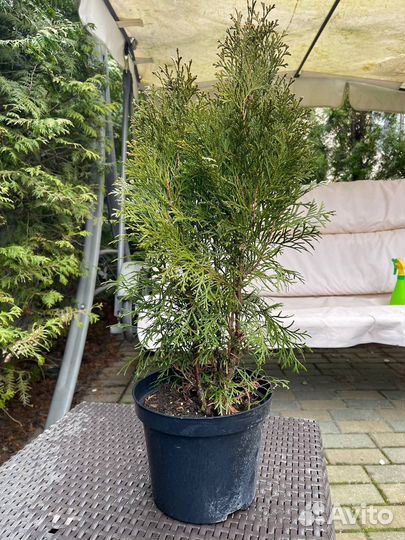 Туя смарагд