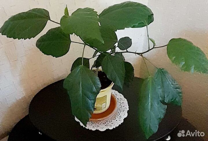 Гибискус. Цветы
