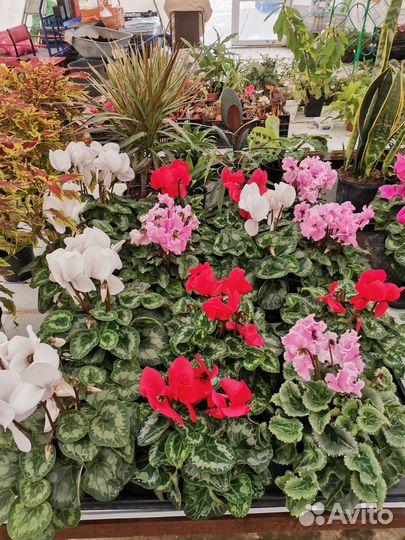 Цикламены/ипомея/петунич